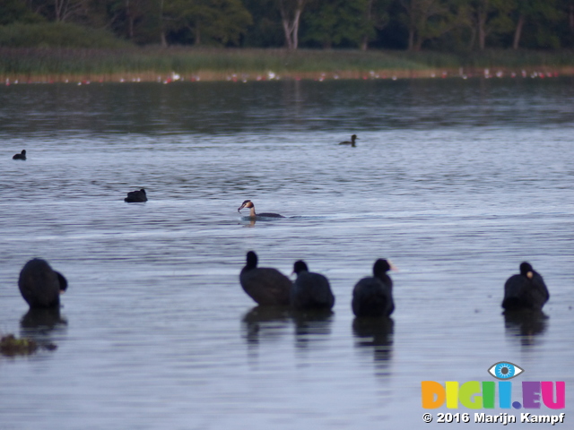 FZ031715 Grebe with fish in beak